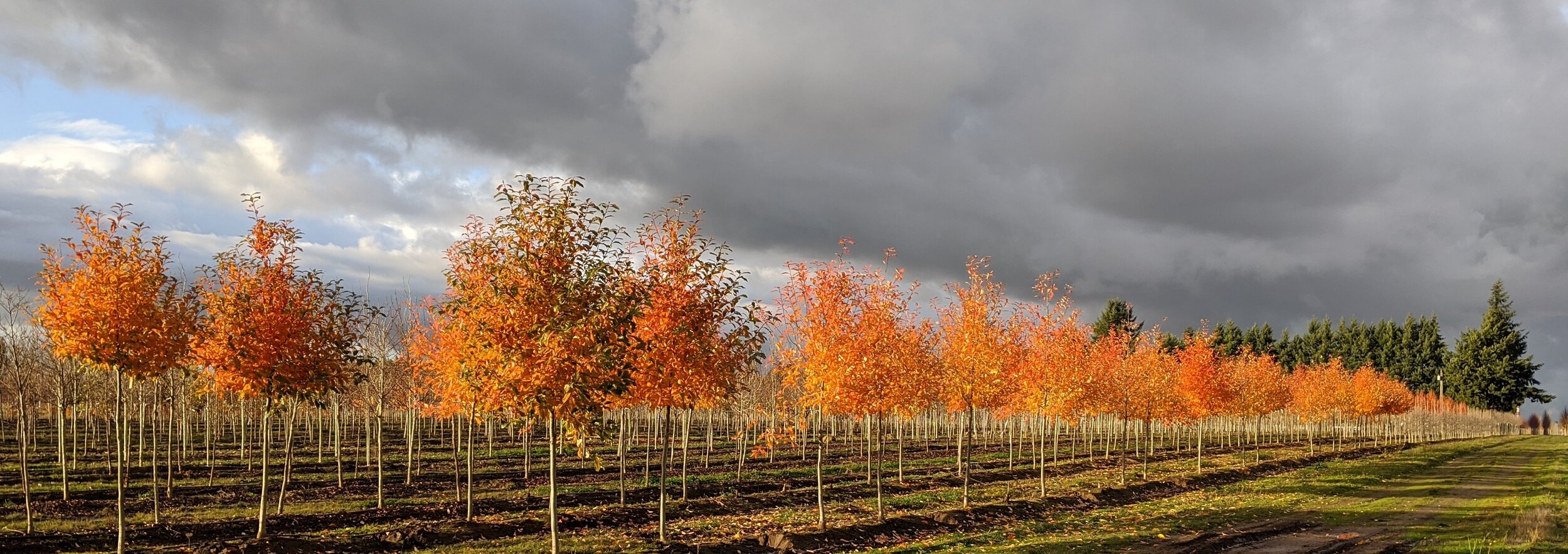 Quercus bicolor American Dream® | Swamp White Oak 'JFS-KW12 Quercus bicolor American Dream® | Swamp White Oak 'JFS-KW12